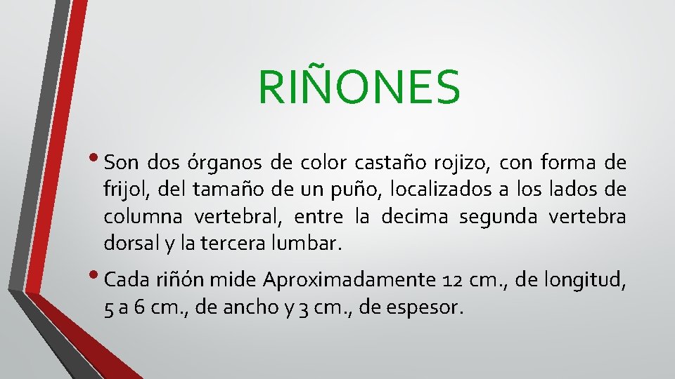 RIÑONES • Son dos órganos de color castaño rojizo, con forma de frijol, del
