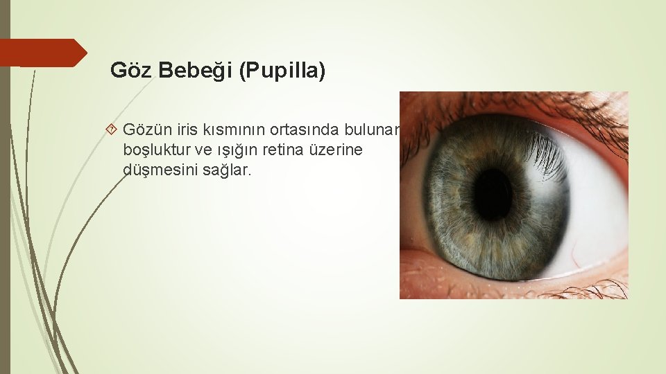 Göz Bebeği (Pupilla) Gözün iris kısmının ortasında bulunan boşluktur ve ışığın retina üzerine düşmesini