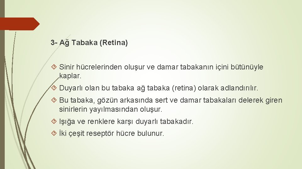 3 - Ağ Tabaka (Retina) Sinir hücrelerinden oluşur ve damar tabakanın içini bütünüyle kaplar.