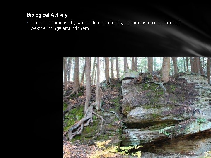 Biological Activity • This is the process by which plants, animals, or humans can