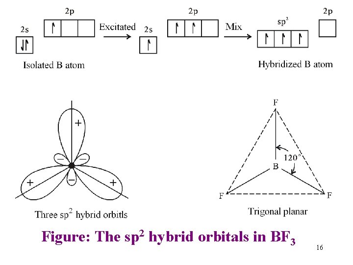 Figure: The sp 2 hybrid orbitals in BF 3 16 