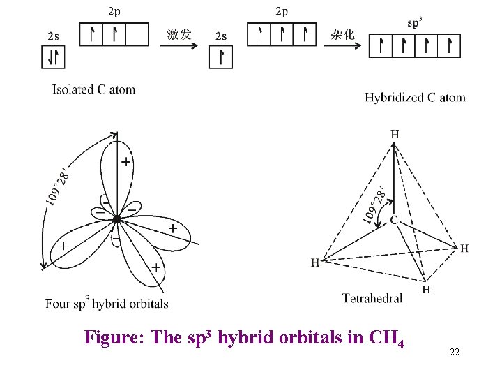 Figure: The sp 3 hybrid orbitals in CH 4 22 