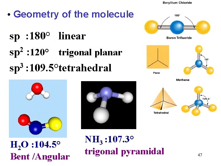  • Geometry of the molecule sp : 180° linear sp 2 : 120°