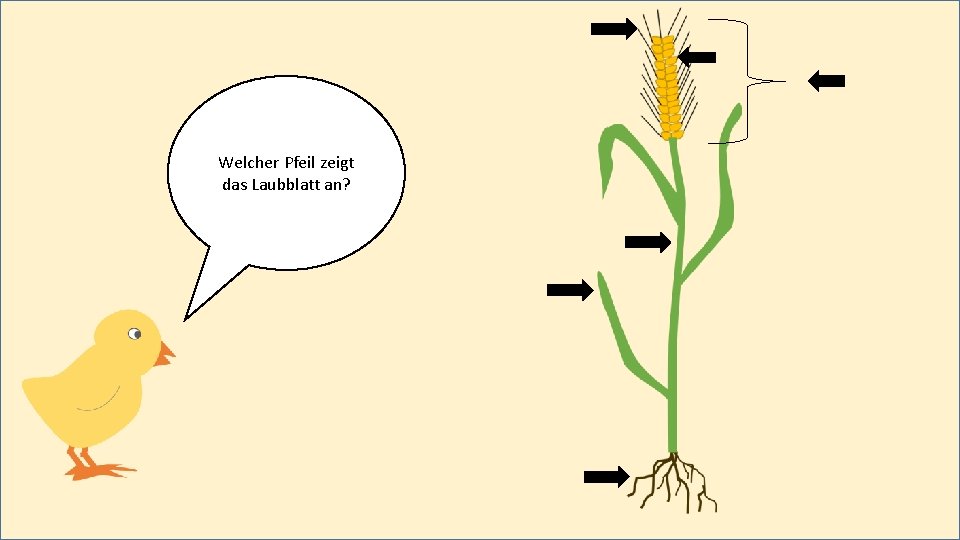 Welcher Pfeil zeigt das Laubblatt an? 