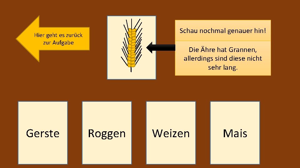 Schau nochmal genauer hin! Hier geht es zurück zur Aufgabe Gerste Die Ähre hat