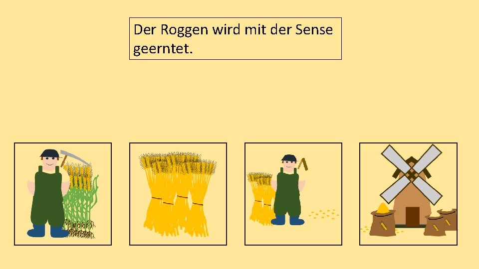 Der Roggen wird mit der Sense geerntet. 