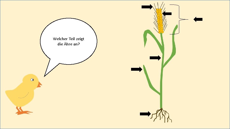 Welcher Teil zeigt die Ähre an? 