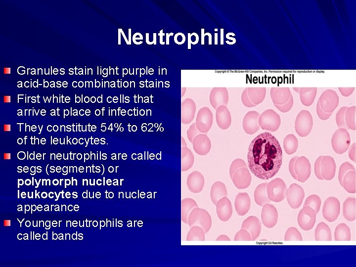 Neutrophils Granules stain light purple in acid-base combination stains First white blood cells that