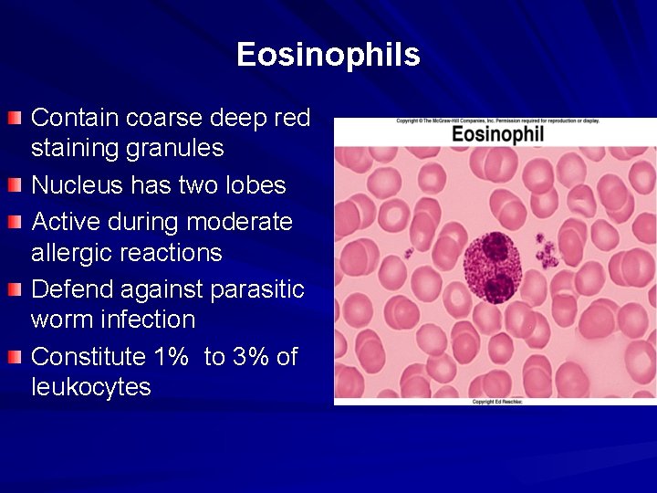 Eosinophils Contain coarse deep red staining granules Nucleus has two lobes Active during moderate