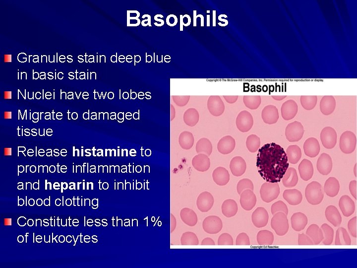 Basophils Granules stain deep blue in basic stain Nuclei have two lobes Migrate to