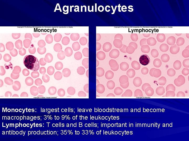 Agranulocytes Monocytes: largest cells; leave bloodstream and become macrophages; 3% to 9% of the