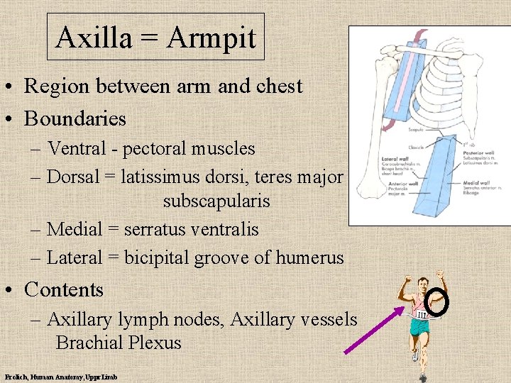 Axilla = Armpit • Region between arm and chest • Boundaries – Ventral -