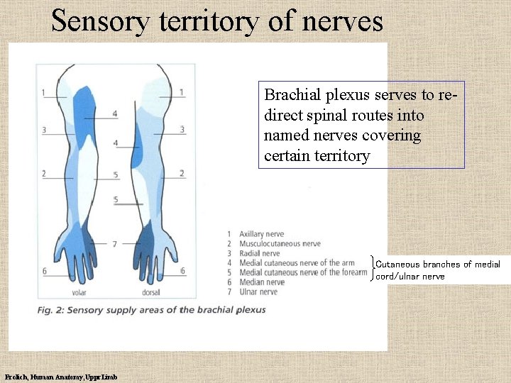 Sensory territory of nerves Brachial plexus serves to redirect spinal routes into named nerves