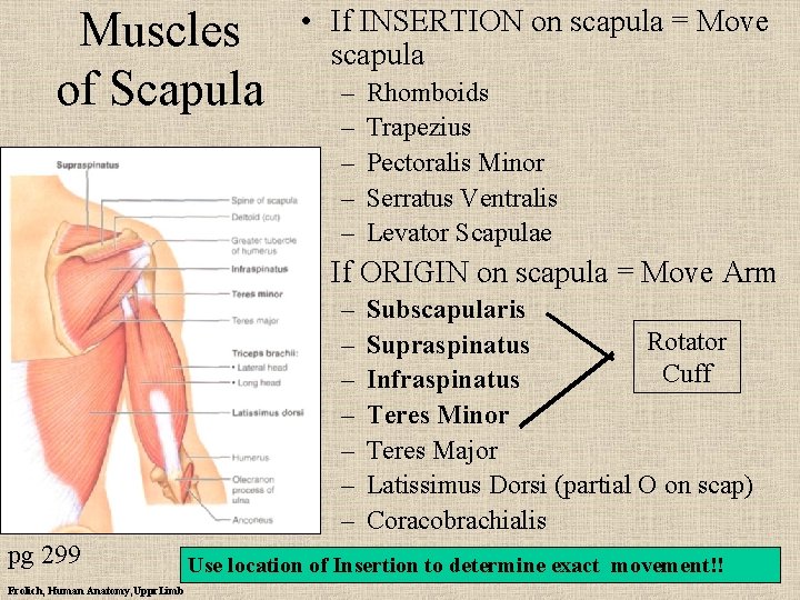 Muscles of Scapula • If INSERTION on scapula = Move scapula – – –