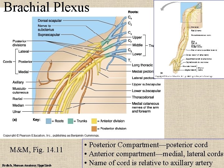 Brachial Plexus M&M, Fig. 14. 11 Frolich, Human Anatomy, Uppr. Limb • Posterior Compartment—posterior