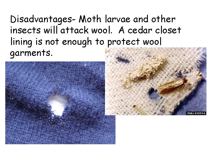 Disadvantages- Moth larvae and other insects will attack wool. A cedar closet lining is