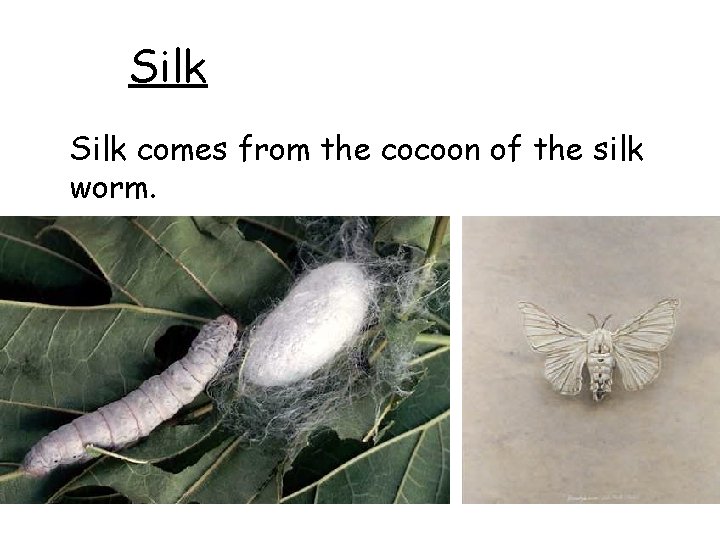Silk comes from the cocoon of the silk worm. 