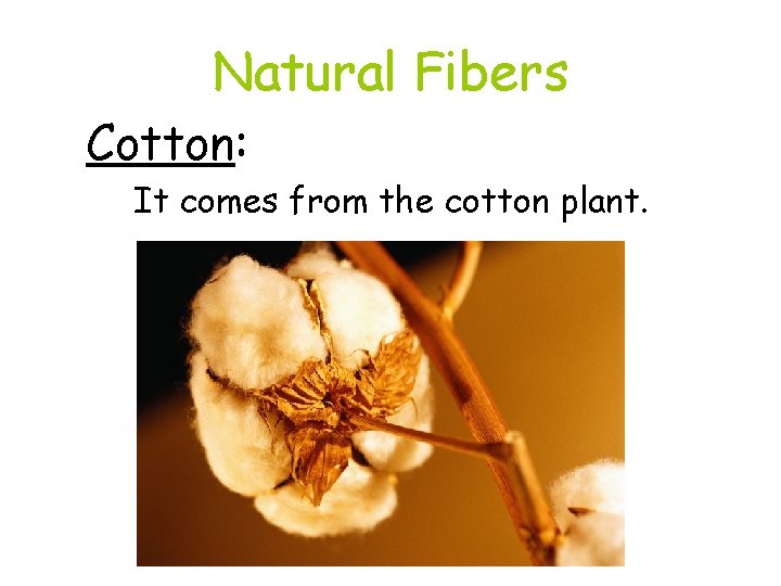 Natural Fibers Cotton: It comes from the cotton plant. 