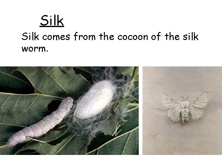 Silk comes from the cocoon of the silk worm. 