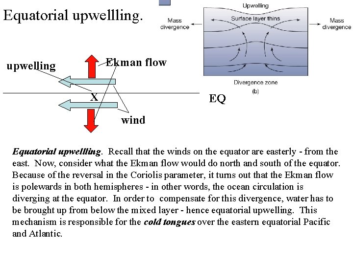 Equatorial upwellling. Ekman flow upwelling X EQ wind Equatorial upwellling. Recall that the winds