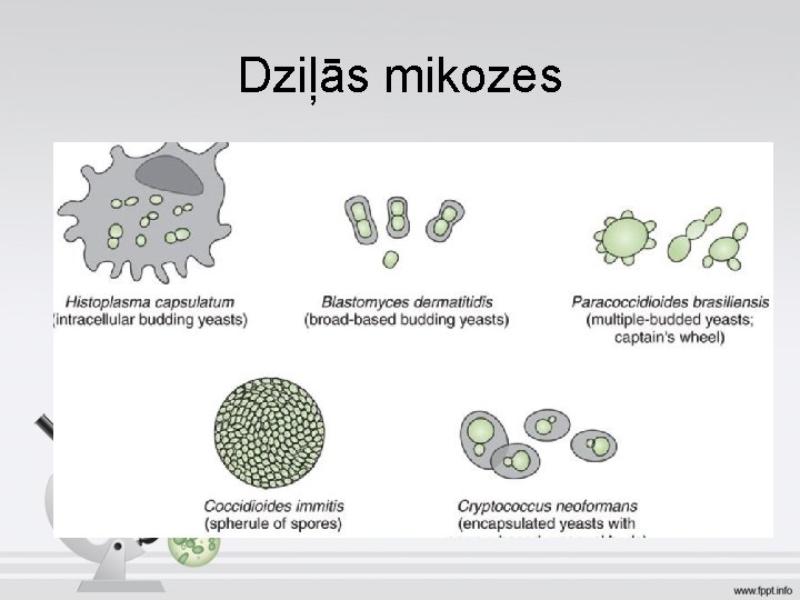 Dziļās mikozes 