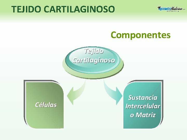 TEJIDO CARTILAGINOSO Componentes Tejido Cartilaginoso Células Sustancia Intercelular o Matriz 