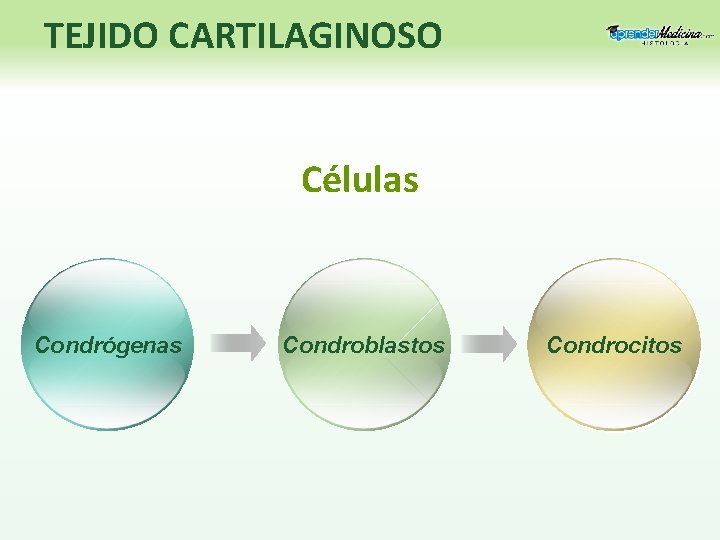 TEJIDO CARTILAGINOSO Células Condrógenas Condroblastos Condrocitos 