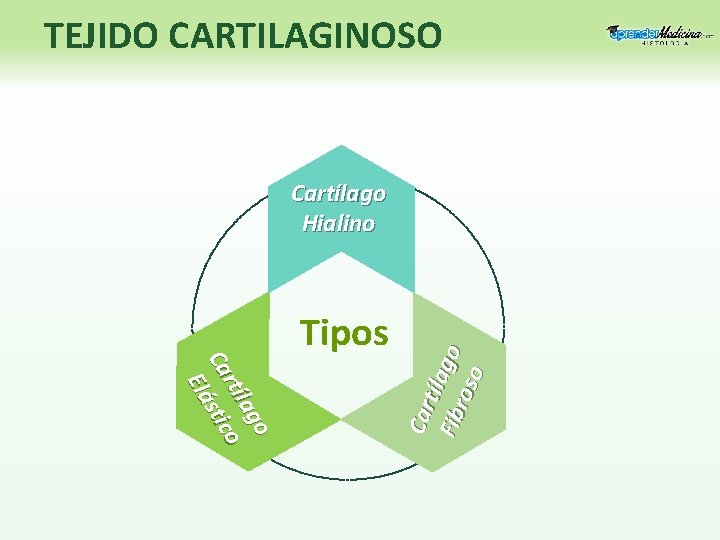 TEJIDO CARTILAGINOSO Tipos o lag rtí o Ca stic Elá Car tíla go Fib