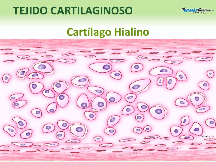 TEJIDO CARTILAGINOSO Cartílago Hialino 