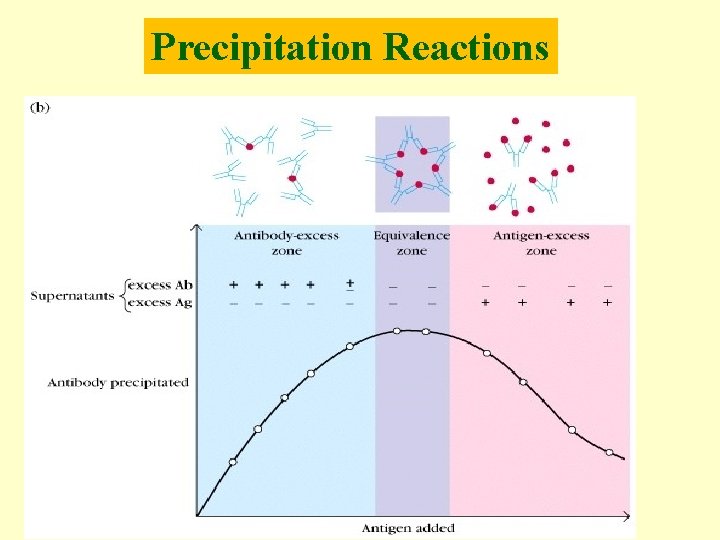 Precipitation Reactions 