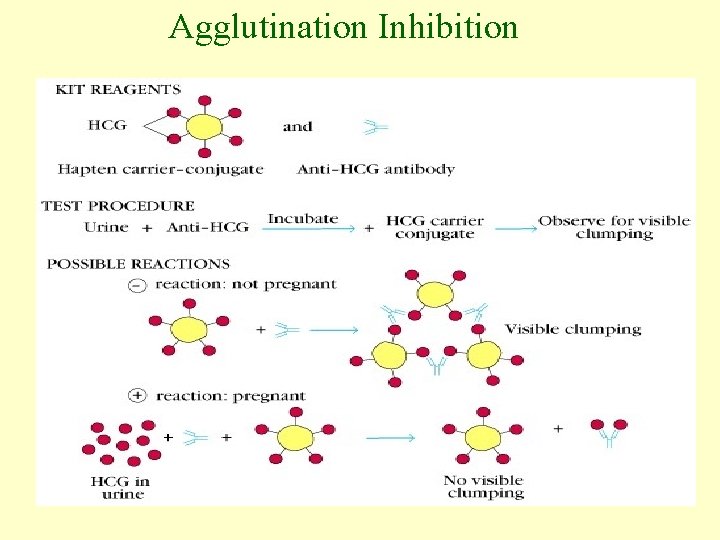 Agglutination Inhibition 