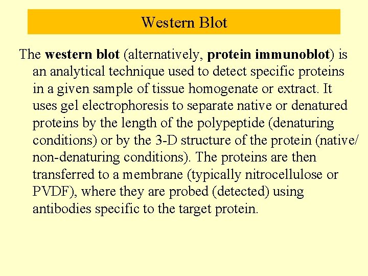 Western Blot The western blot (alternatively, protein immunoblot) is an analytical technique used to