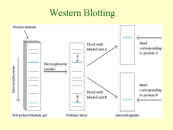 Western Blotting 