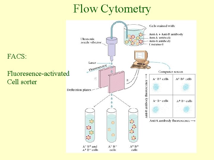 Flow Cytometry FACS: Fluoresence-activated Cell sorter 