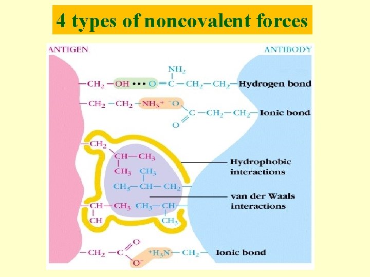 4 types of noncovalent forces 
