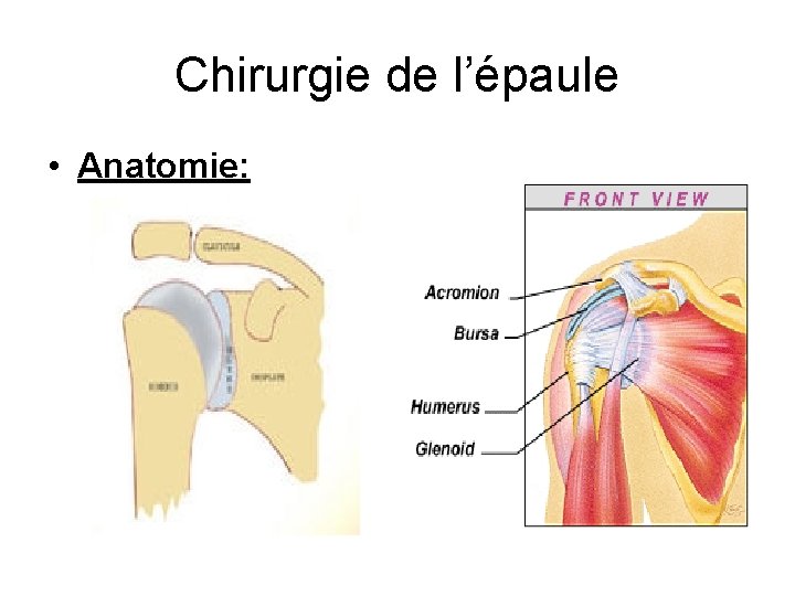 Chirurgie de l’épaule • Anatomie: 