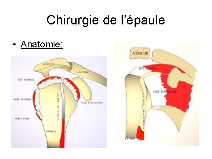 Chirurgie de l’épaule • Anatomie: 