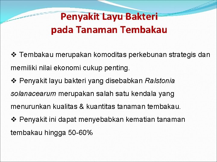 Penyakit Layu Bakteri pada Tanaman Tembakau v Tembakau merupakan komoditas perkebunan strategis dan memiliki