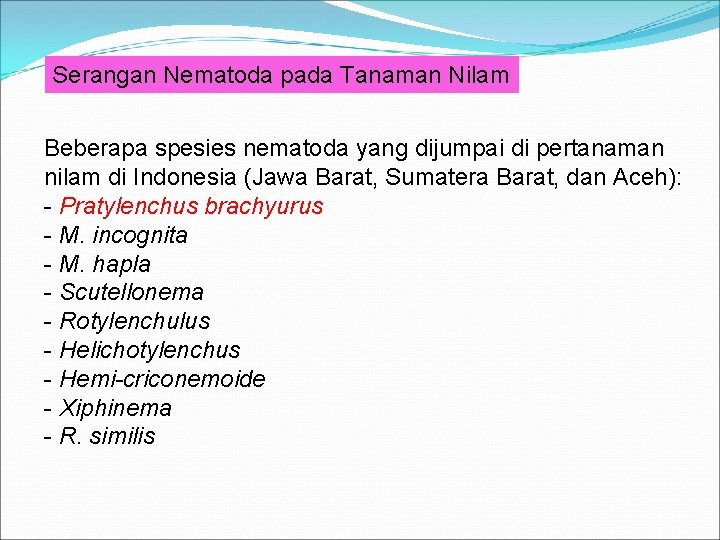 Serangan Nematoda pada Tanaman Nilam Beberapa spesies nematoda yang dijumpai di pertanaman nilam di