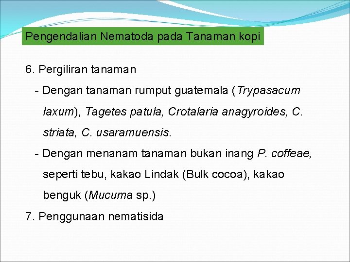 Pengendalian Nematoda pada Tanaman kopi 6. Pergiliran tanaman - Dengan tanaman rumput guatemala (Trypasacum