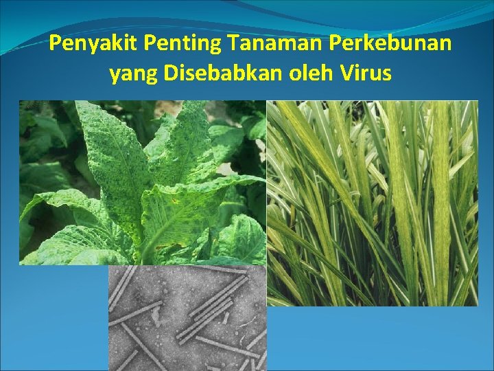 Penyakit Penting Tanaman Perkebunan yang Disebabkan oleh Virus 