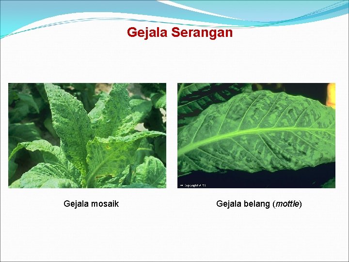 Gejala Serangan Gejala mosaik Gejala belang (mottle) 