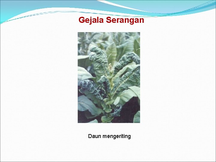 Gejala Serangan Daun mengeriting 