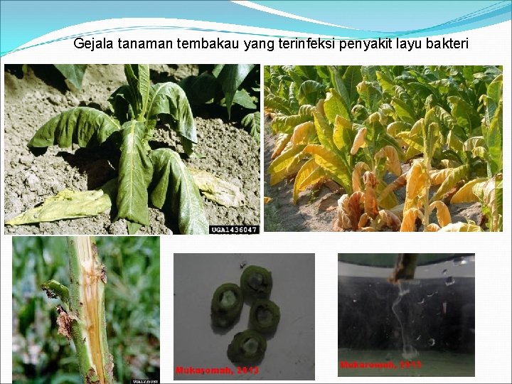 Gejala tanaman tembakau yang terinfeksi penyakit layu bakteri 