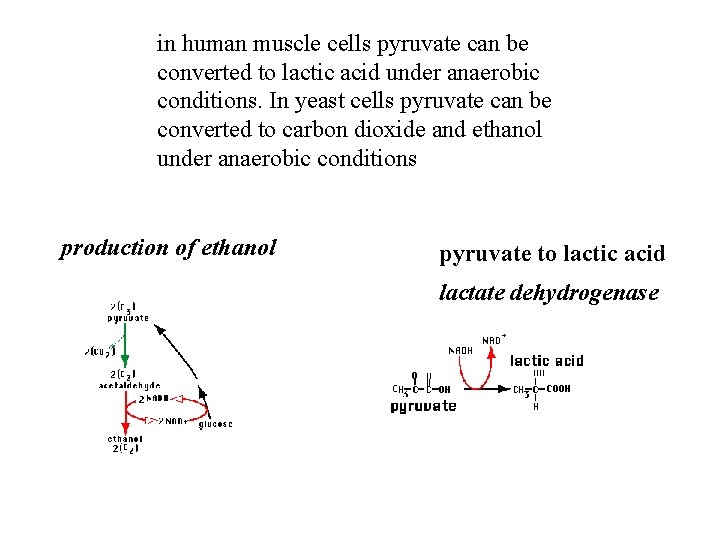 in human muscle cells pyruvate can be converted to lactic acid under anaerobic conditions.
