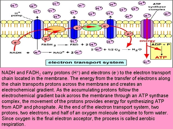 NADH and FADH 2 carry protons (H+) and electrons (e-) to the electron transport
