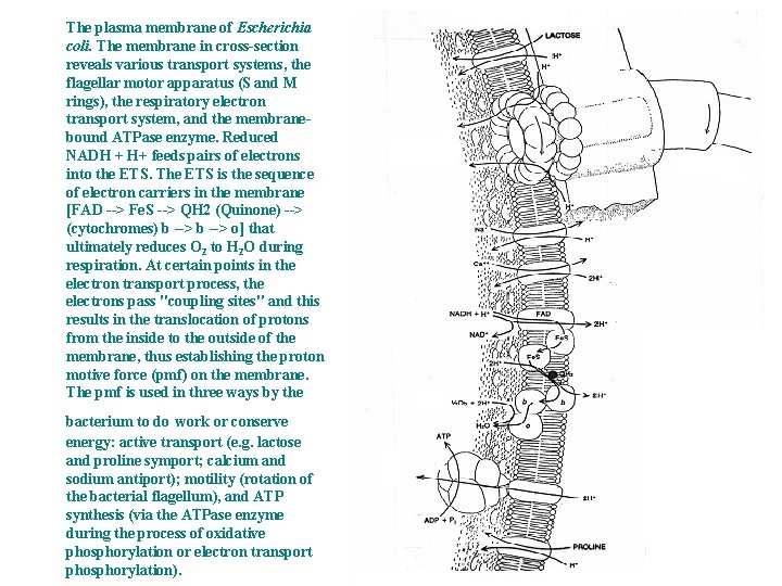 The plasma membrane of Escherichia coli. The membrane in cross-section reveals various transport systems,
