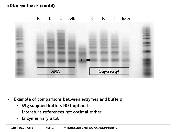 c. DNA synthesis (contd) R B T both sigma AMV Superscript • Example of