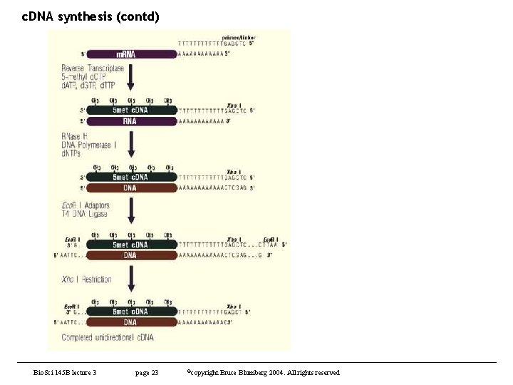 c. DNA synthesis (contd) Bio. Sci 145 B lecture 3 page 23 ©copyright Bruce