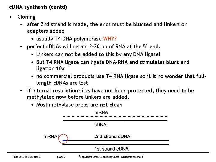 c. DNA synthesis (contd) • Cloning – after 2 nd strand is made, the